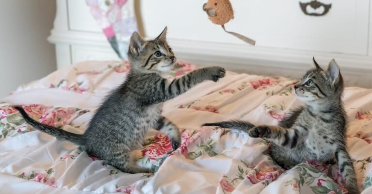Your Fuzzy Friend: Cat Tips For Owners