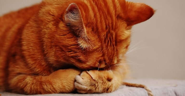 You Can Get Good Information And Learn More About Cats In The Article Below