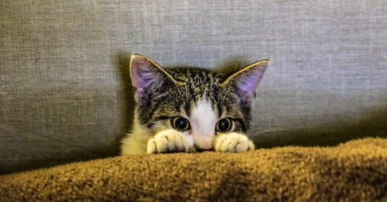 Happy Cats Have Owners Who’ve Read These Tips!